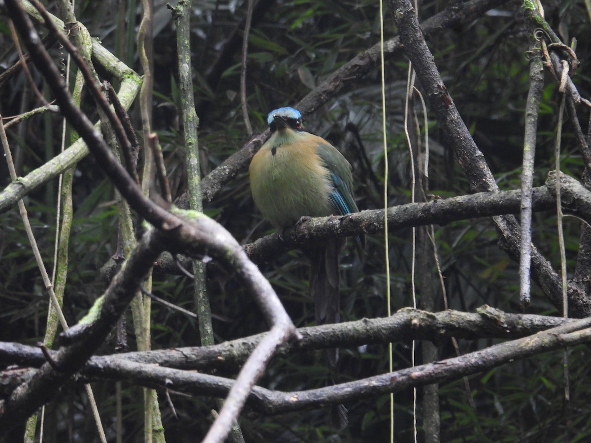 Blue-capped Motmot - ML627888676