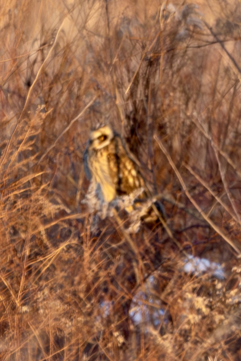 Short-eared Owl - ML627888682