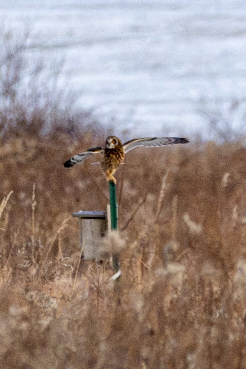 Short-eared Owl - ML627888683