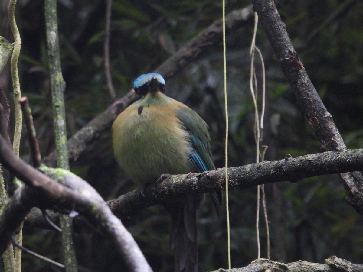 Blue-capped Motmot - ML627888700