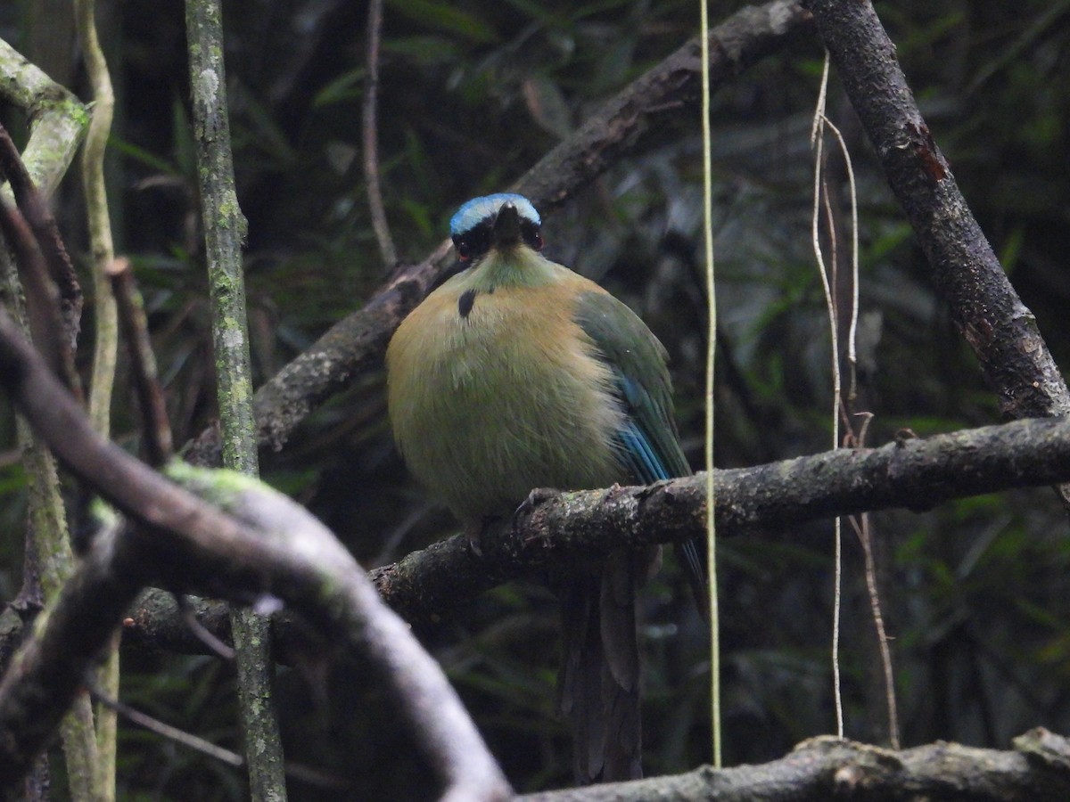 Blue-capped Motmot - ML627888716