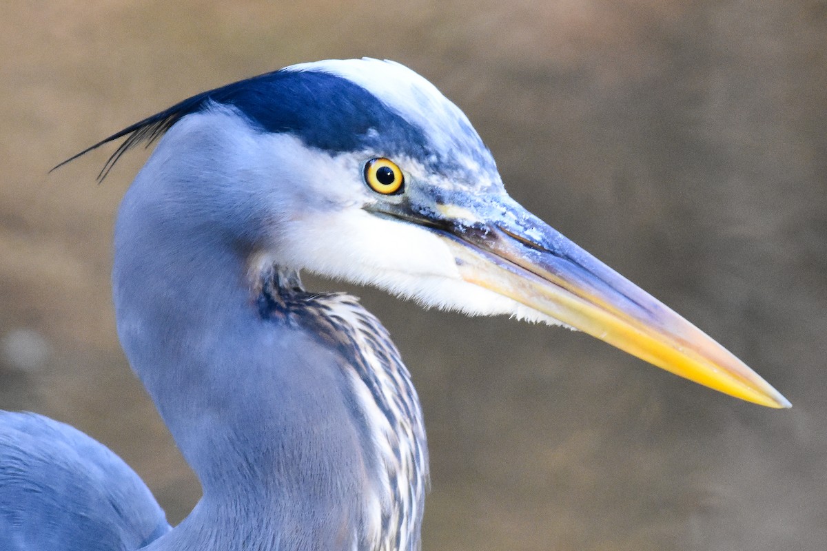 Great Blue Heron (Great Blue) - ML627888765