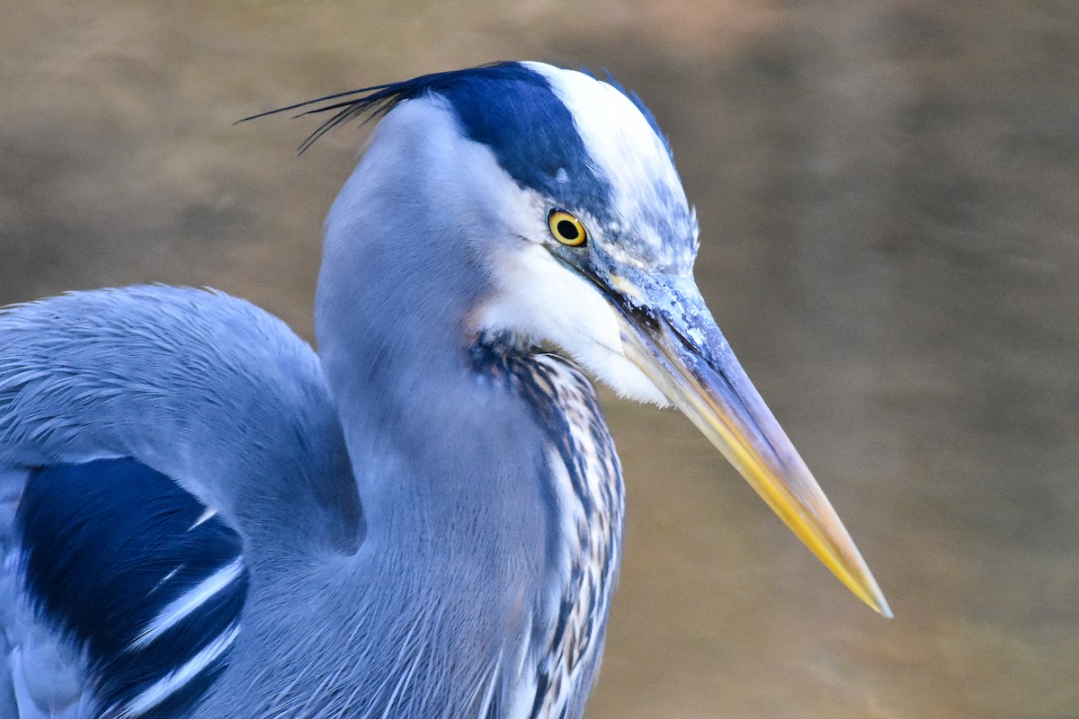 Great Blue Heron (Great Blue) - ML627888768