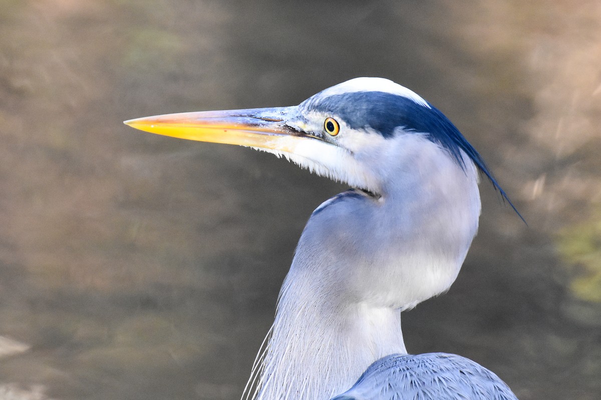 Great Blue Heron (Great Blue) - ML627888769