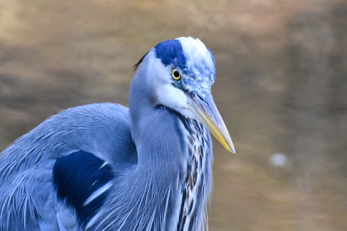 Great Blue Heron (Great Blue) - ML627888770