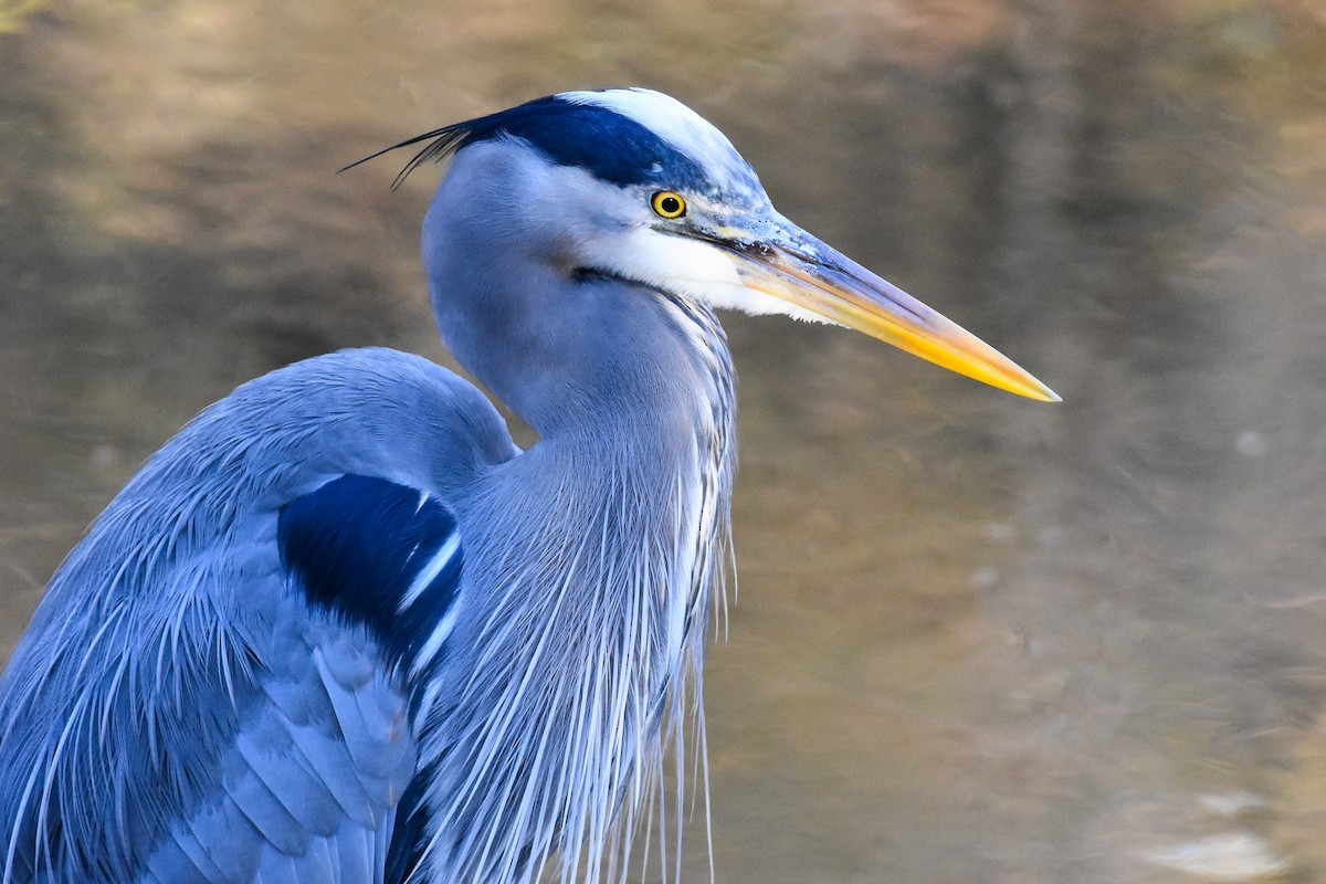 Great Blue Heron (Great Blue) - ML627888772