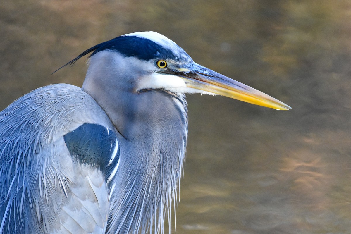 Great Blue Heron (Great Blue) - ML627888785