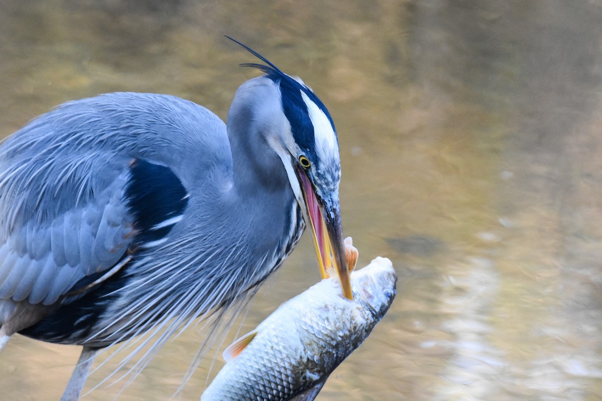 Great Blue Heron (Great Blue) - ML627888786