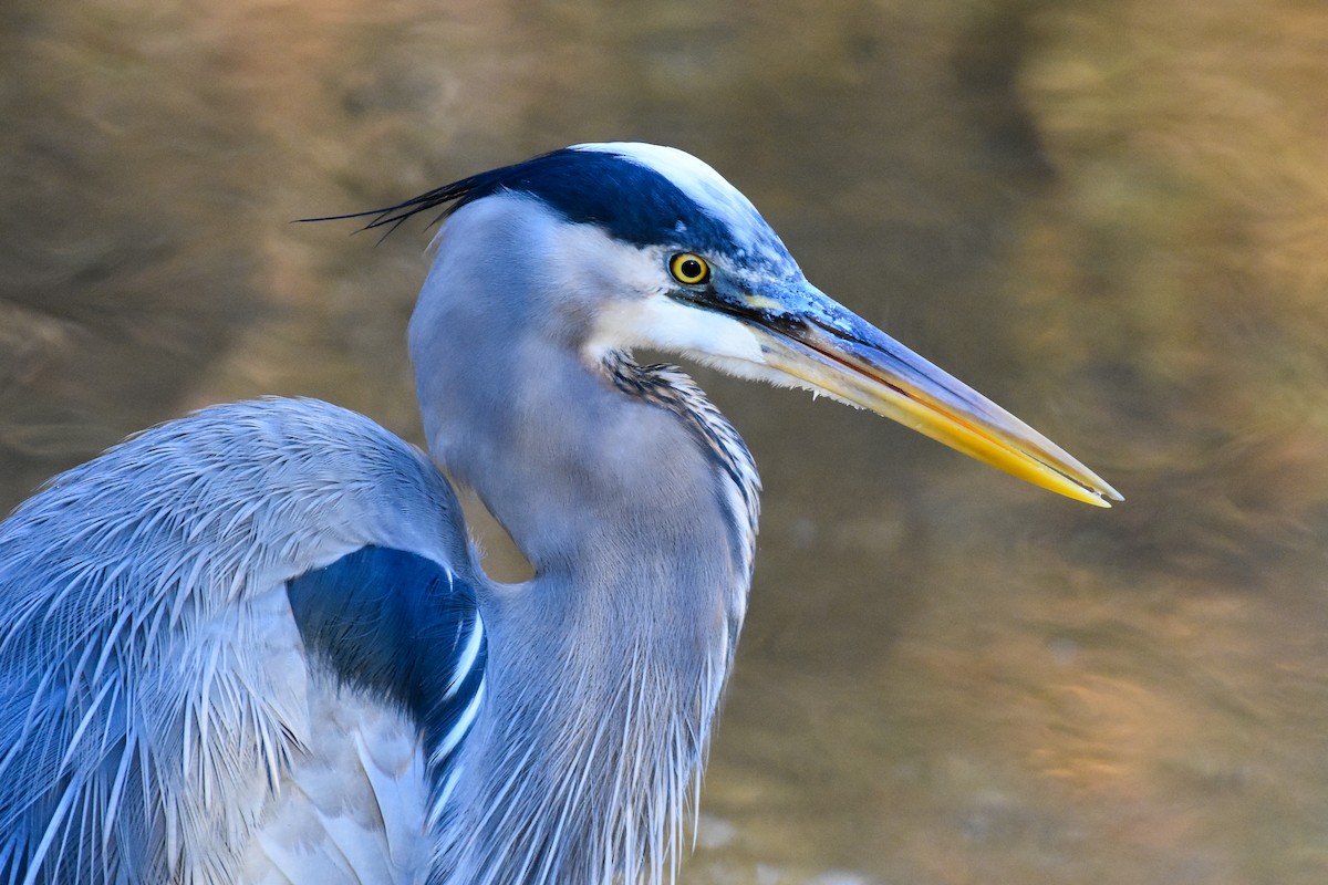 Great Blue Heron (Great Blue) - ML627888790