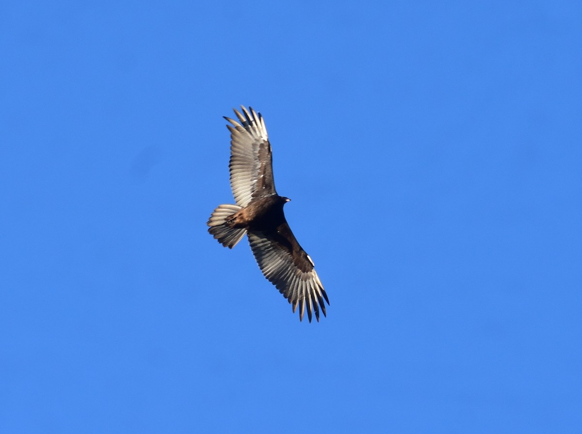 Turkey Vulture - ML627888833