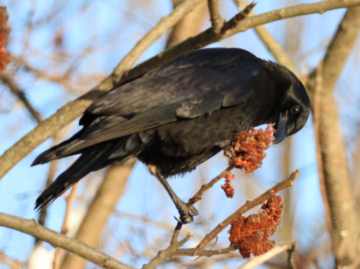 American Crow - ML627888861