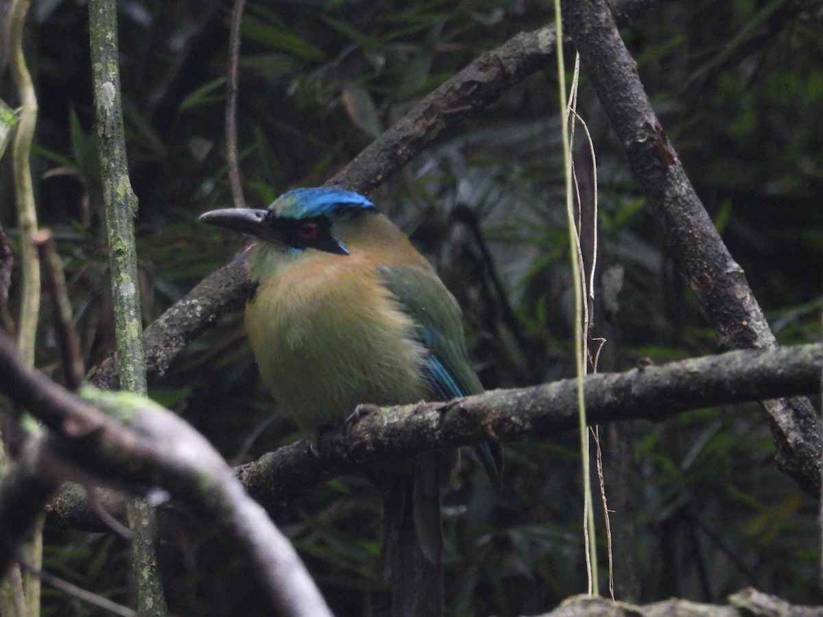 Blue-capped Motmot - ML627888864