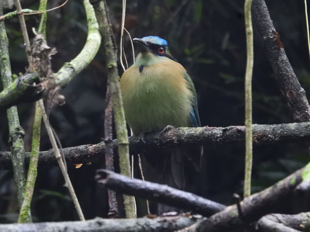 Blue-capped Motmot - ML627888867