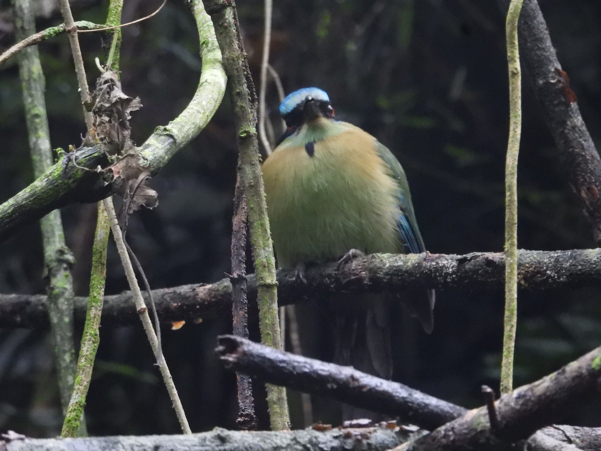 Blue-capped Motmot - ML627888869