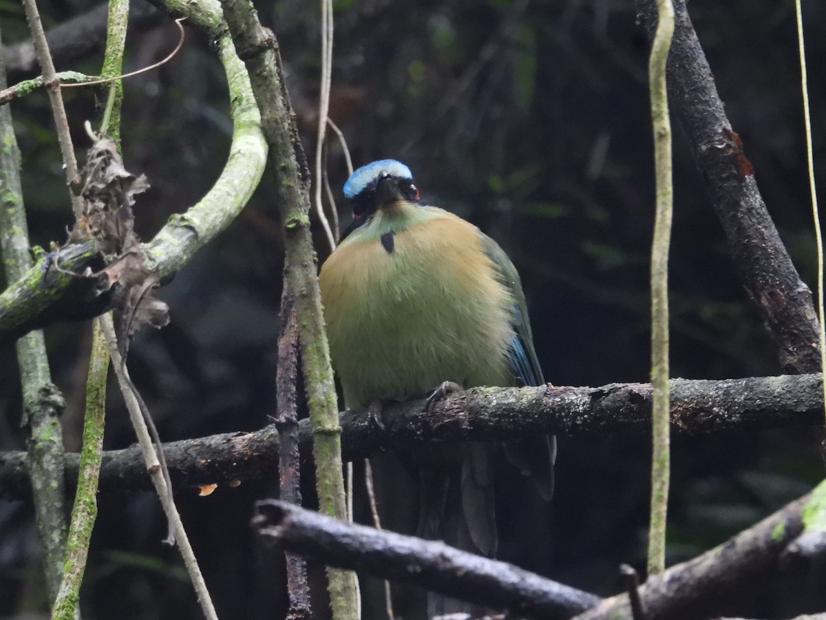 Blue-capped Motmot - ML627888870