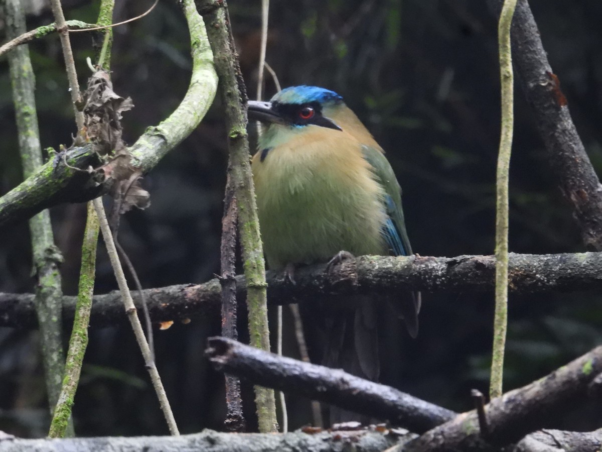 Blue-capped Motmot - ML627888871