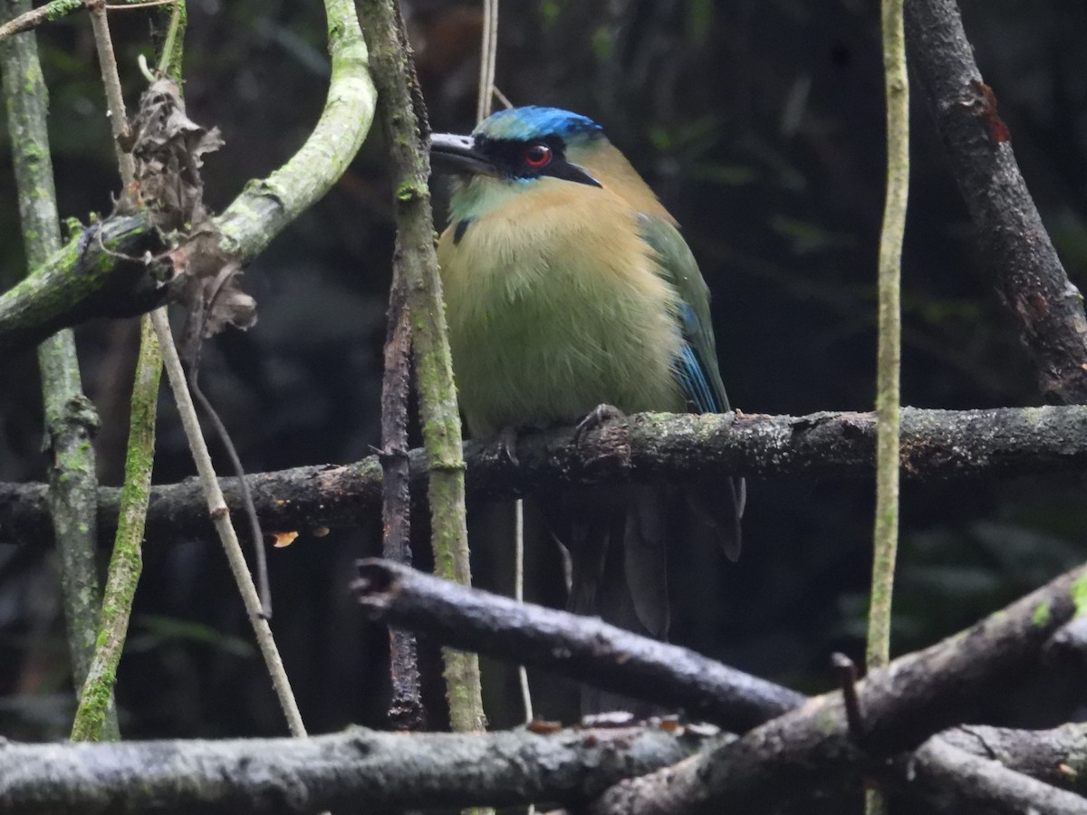 Blue-capped Motmot - ML627888873