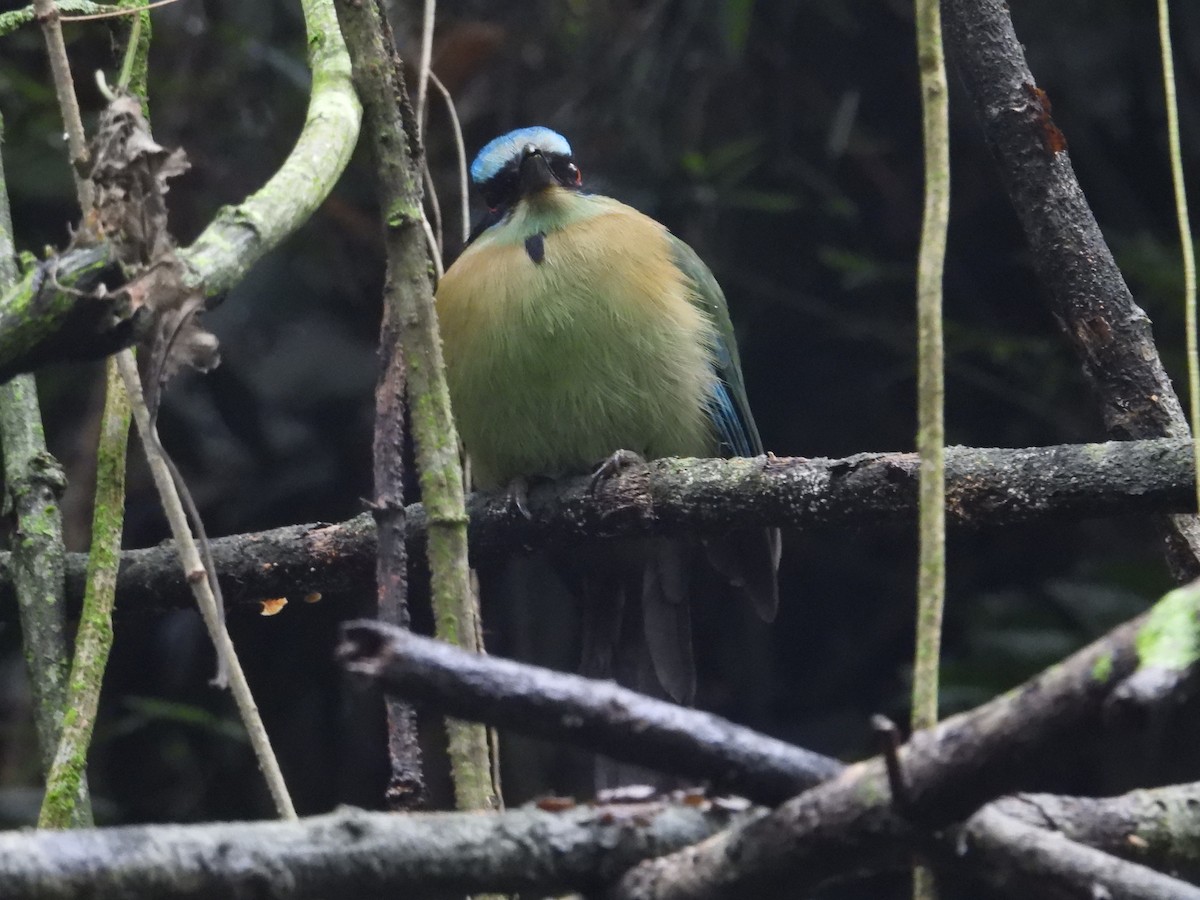 Blue-capped Motmot - ML627888874