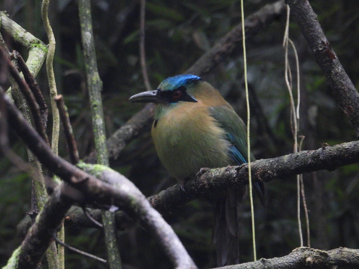 Blue-capped Motmot - ML627888875