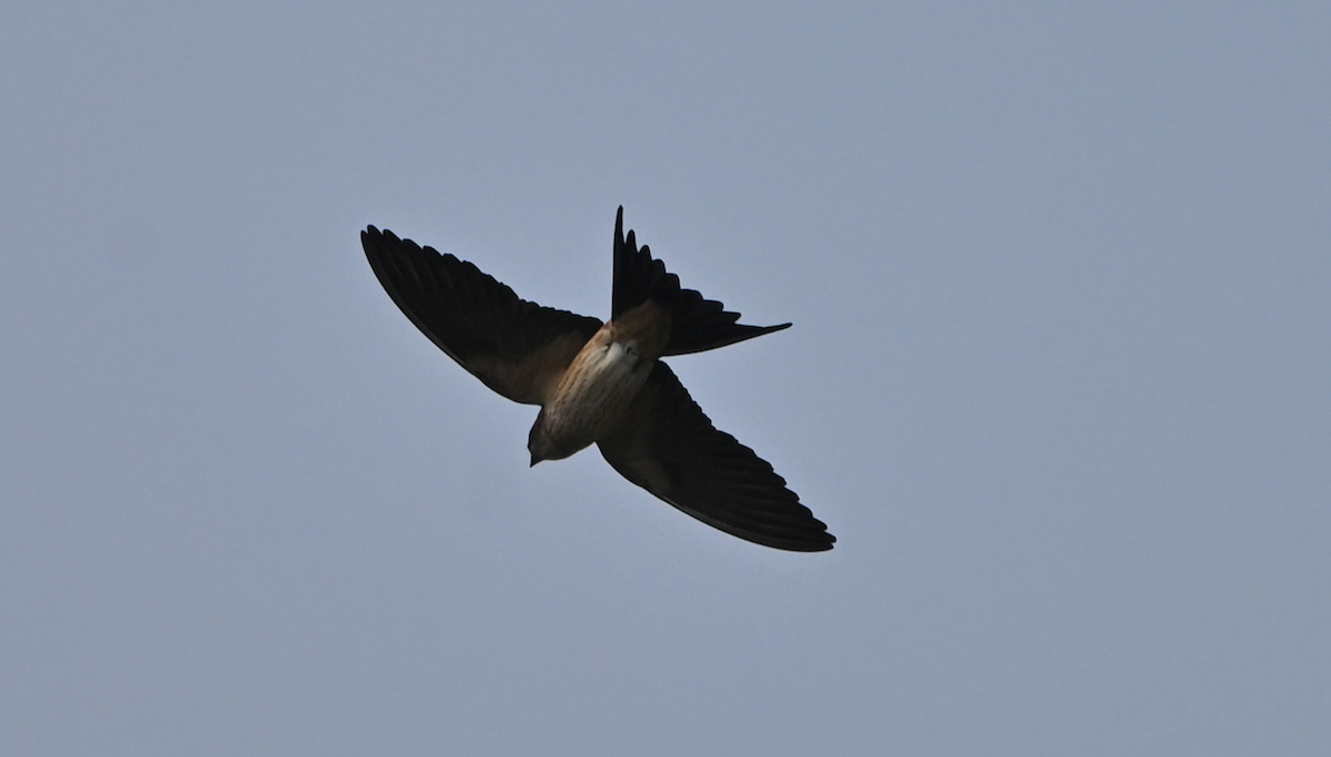 コシアカツバメ - ML627888922