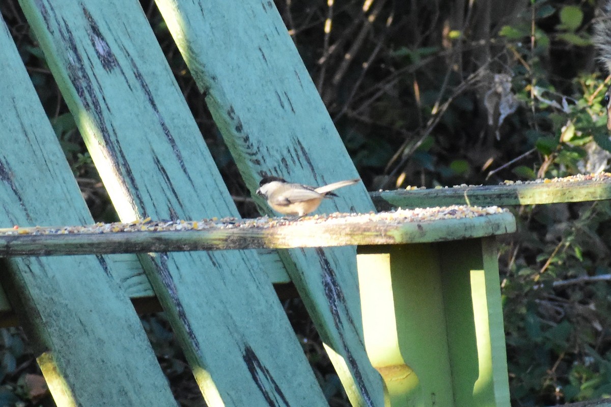 Carolina Chickadee - ML627888956