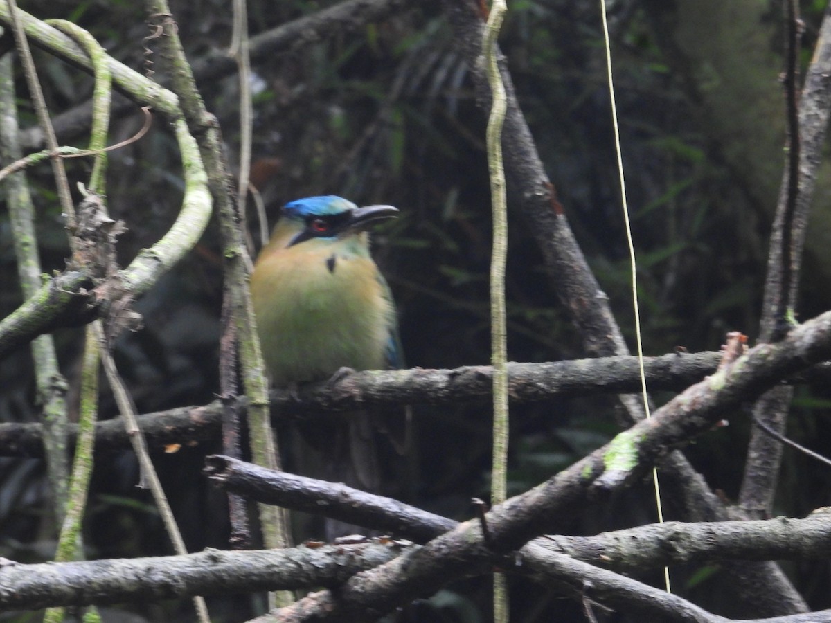 Blue-capped Motmot - ML627889023