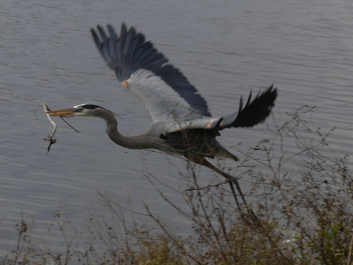 Great Blue Heron - ML627889039