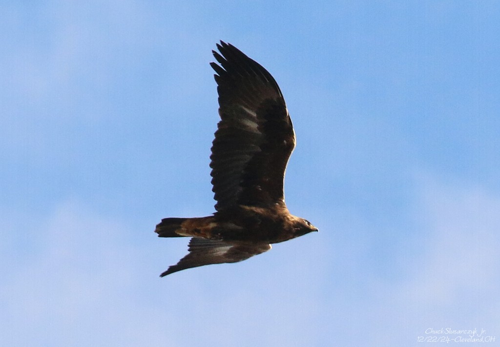 Golden Eagle - ML627889064