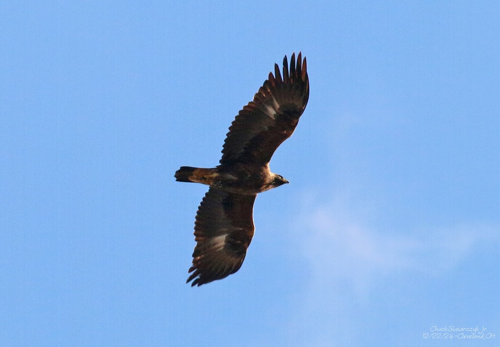 Golden Eagle - ML627889066