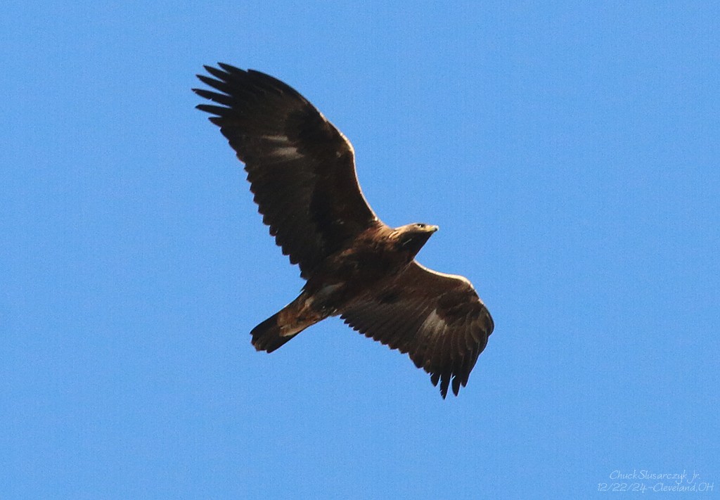 Golden Eagle - ML627889069