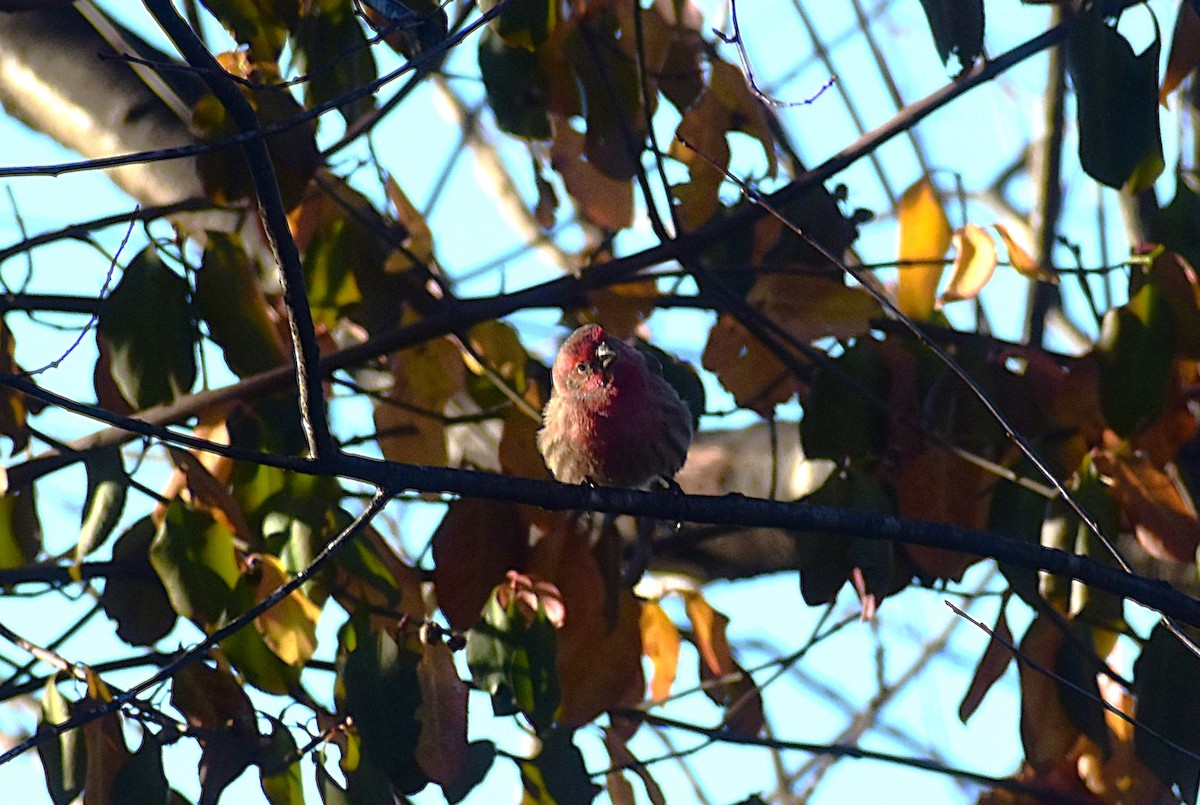 House Finch - ML627889095