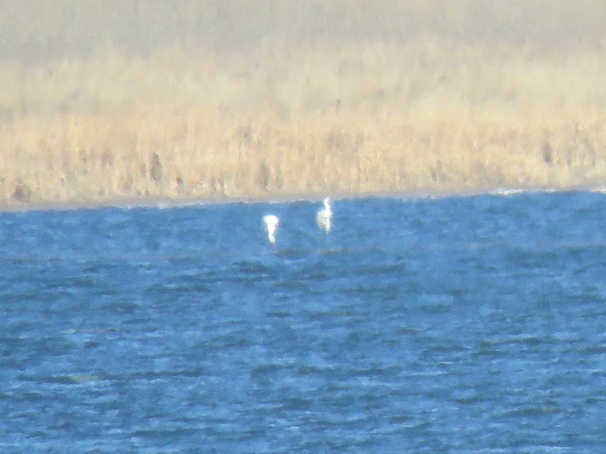 Whooping Crane - ML627889118