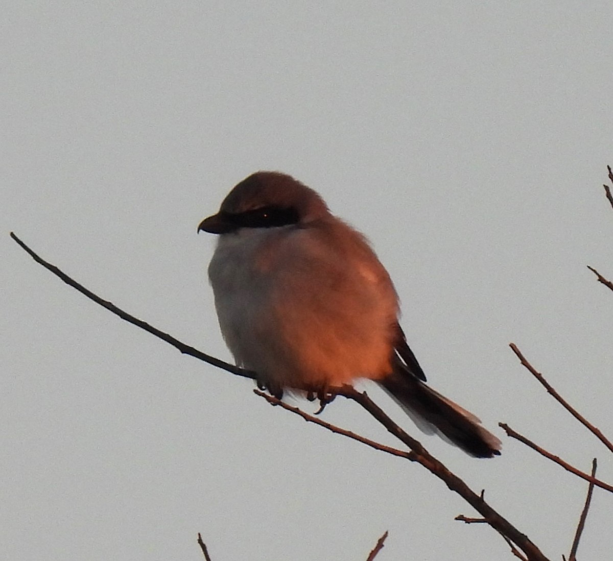 Loggerhead Shrike - ML627889122