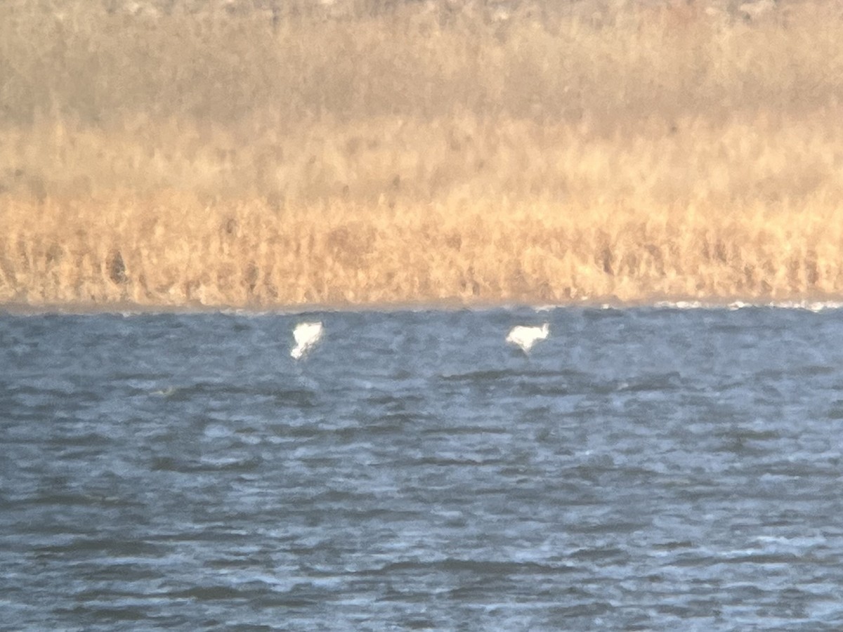 Whooping Crane - ML627889123