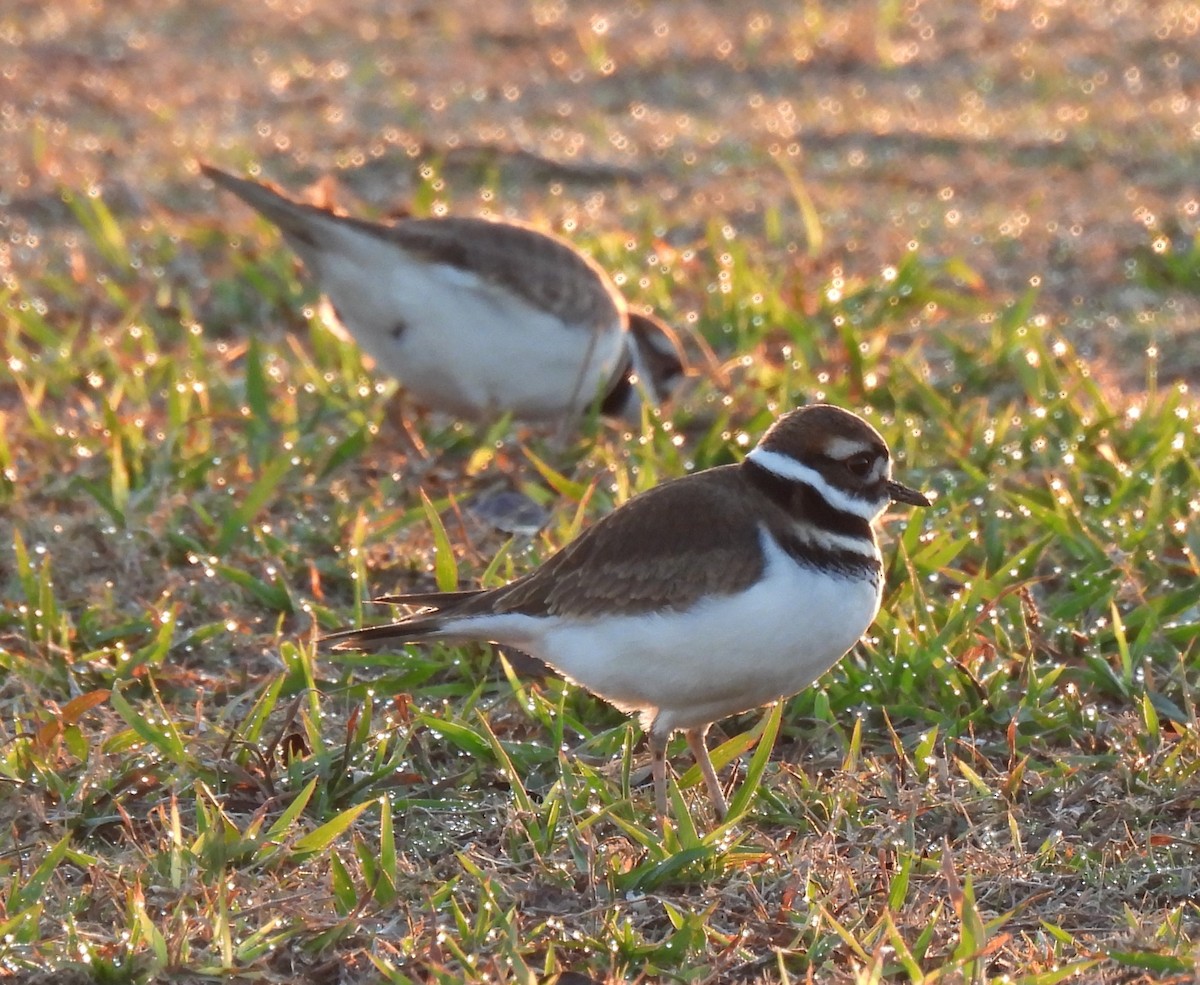 Killdeer - ML627889129