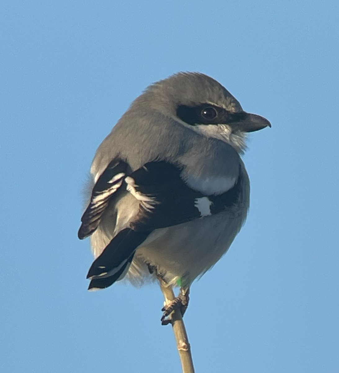 Loggerhead Shrike - ML627889149