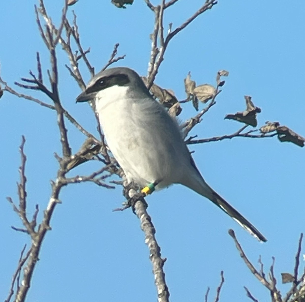 Loggerhead Shrike - Shelia Hargis