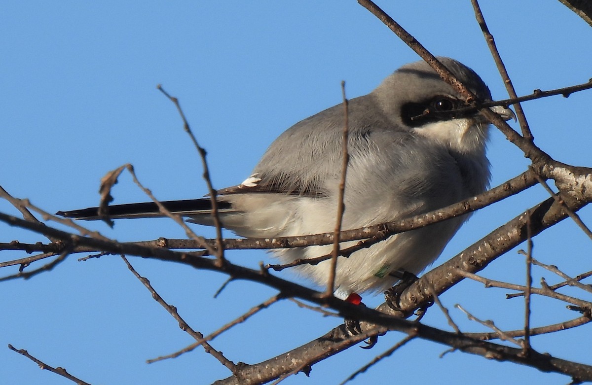 Loggerhead Shrike - ML627889168