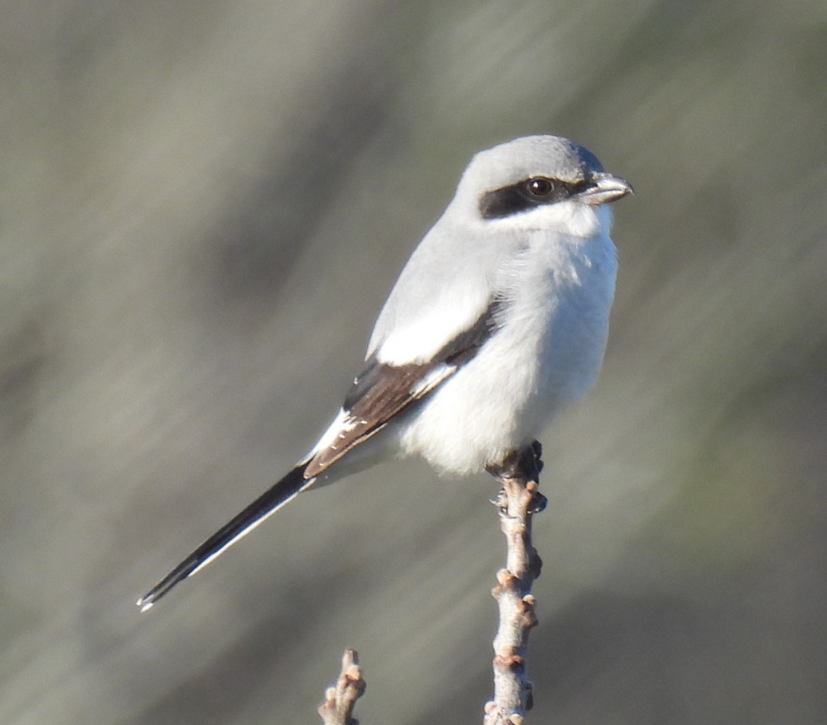 Loggerhead Shrike - ML627889171