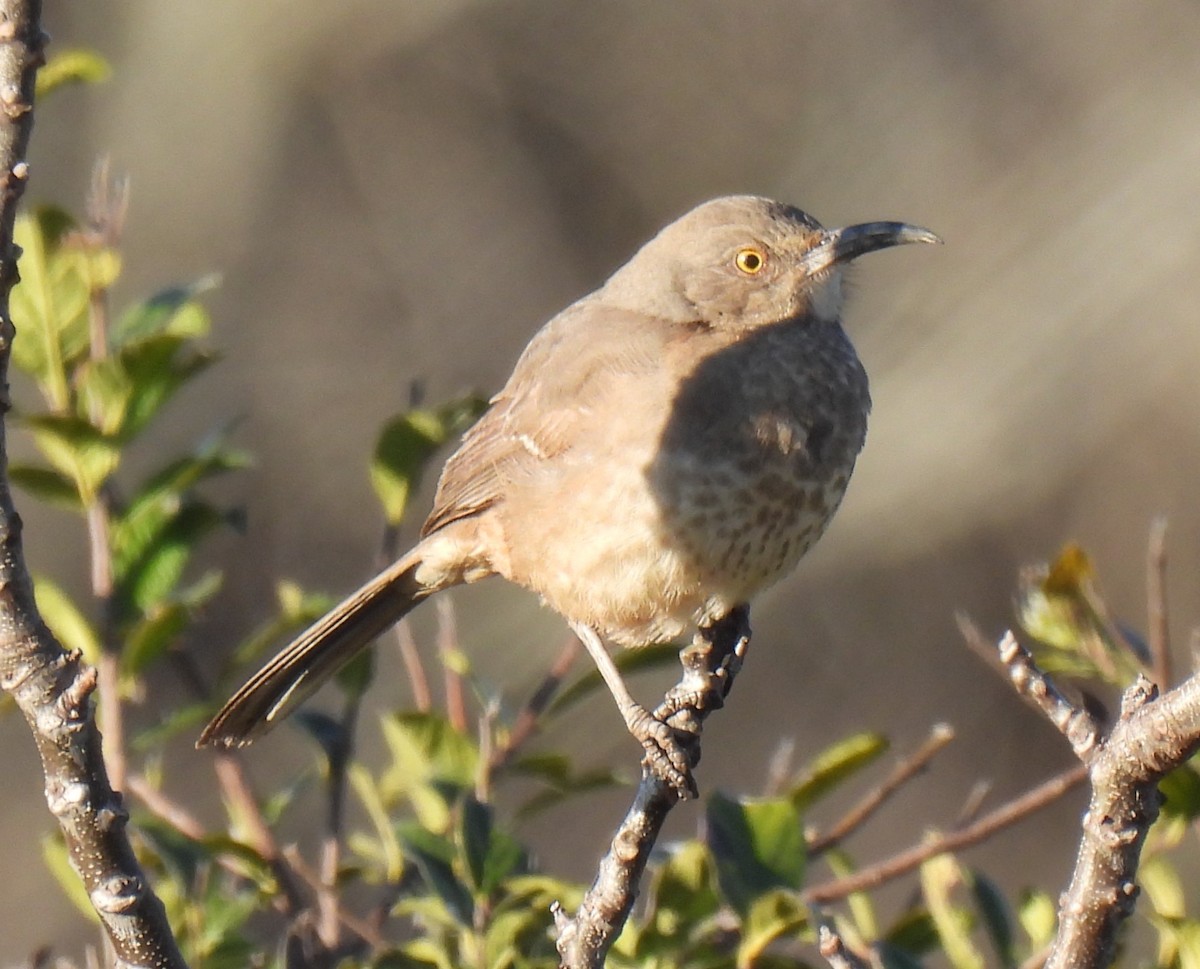 Curve-billed Thrasher - ML627889182