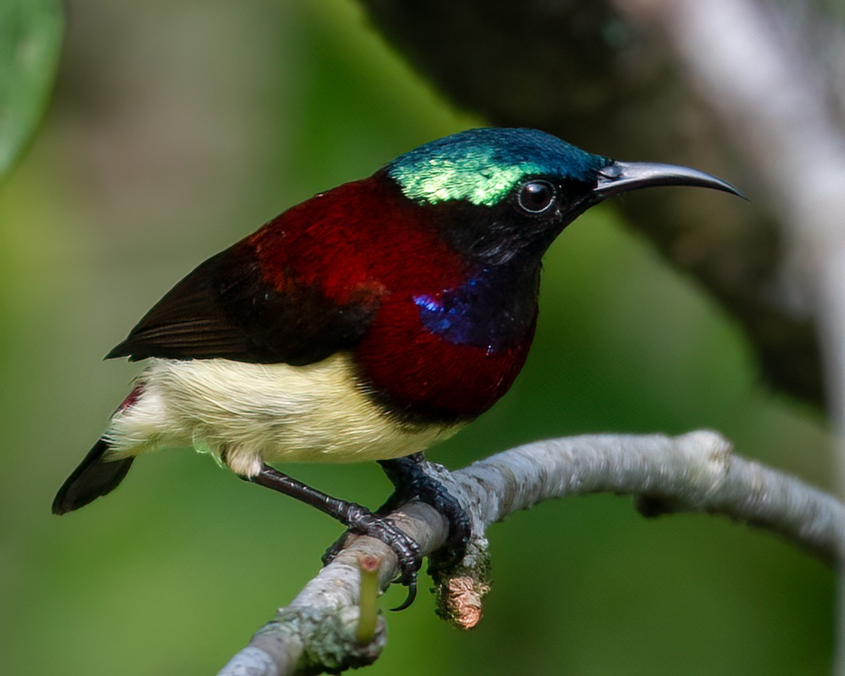 Crimson-backed Sunbird - ML627889334