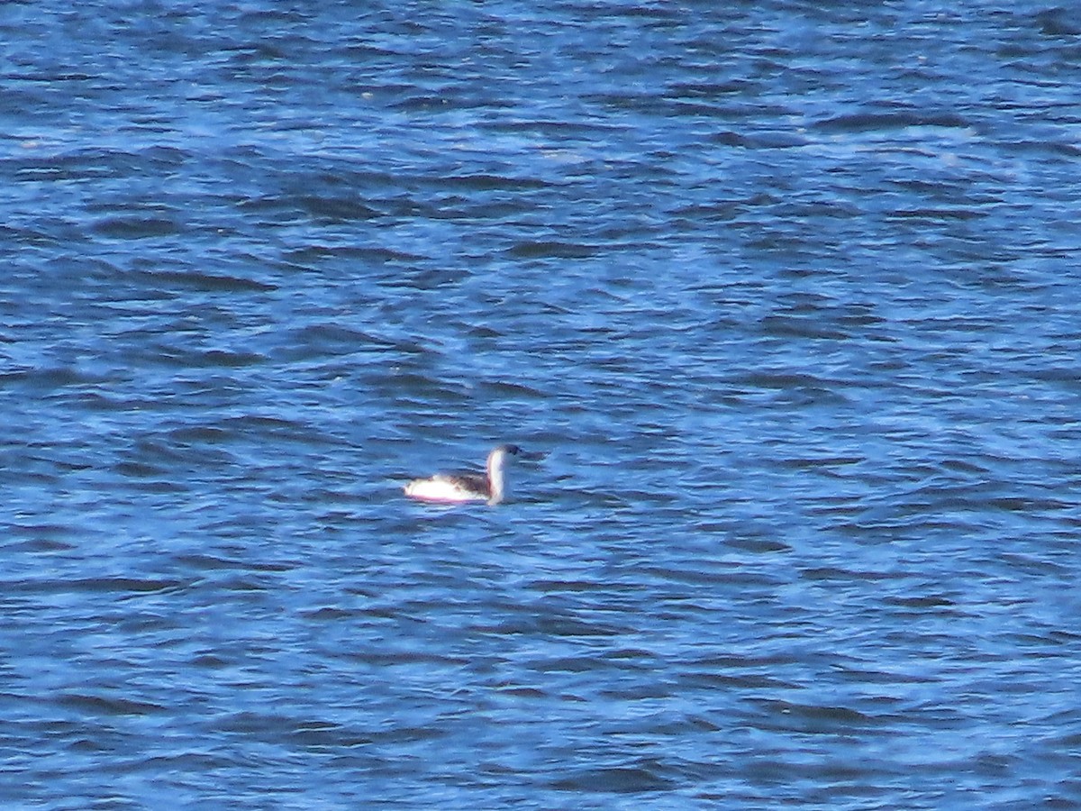 Улаан гүеэт гахууна - ML627889566