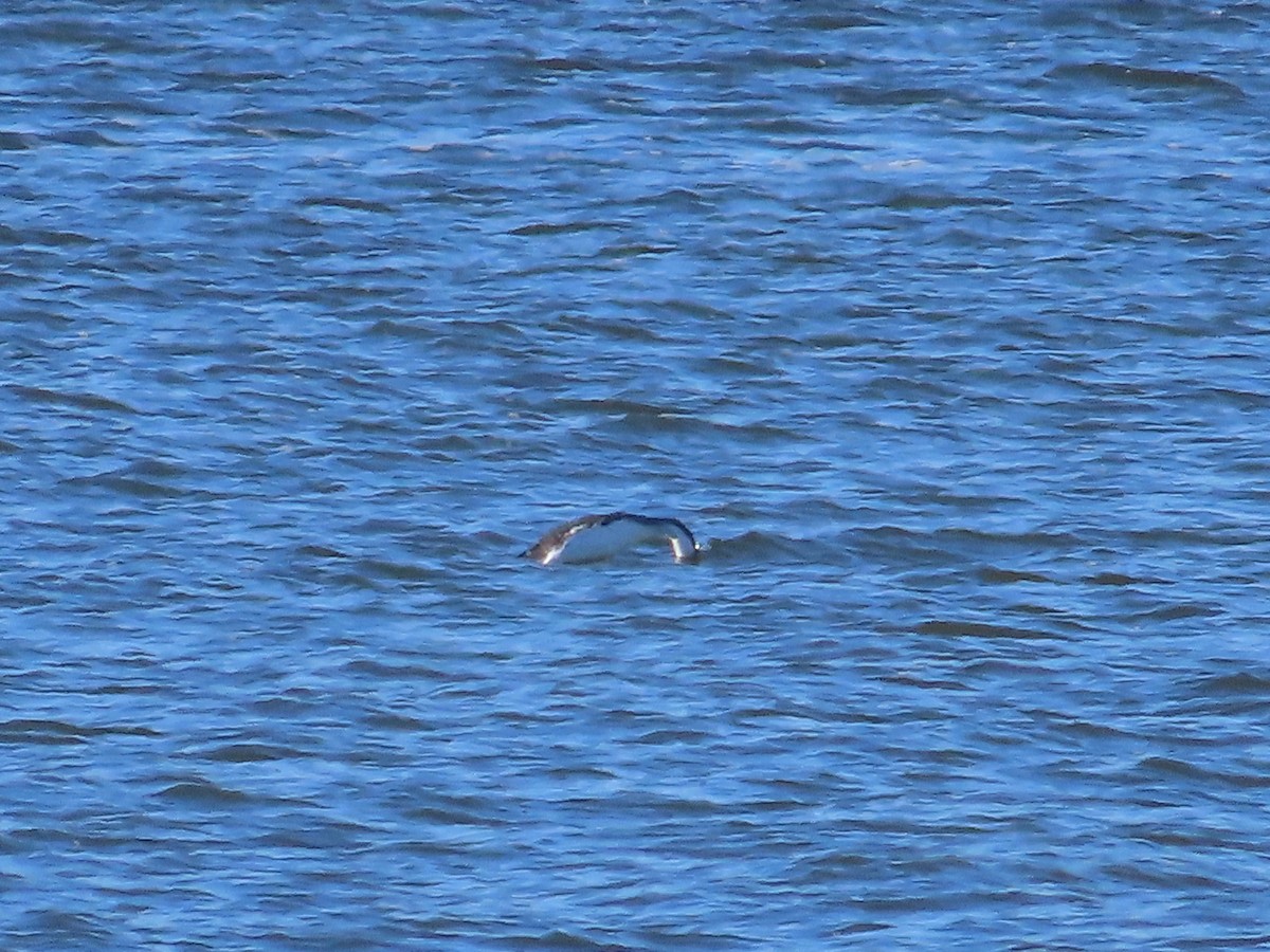 Улаан гүеэт гахууна - ML627889573