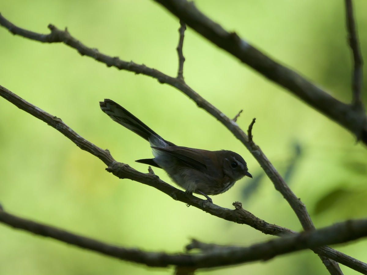 Fiji Streaked Fantail - ML627889582