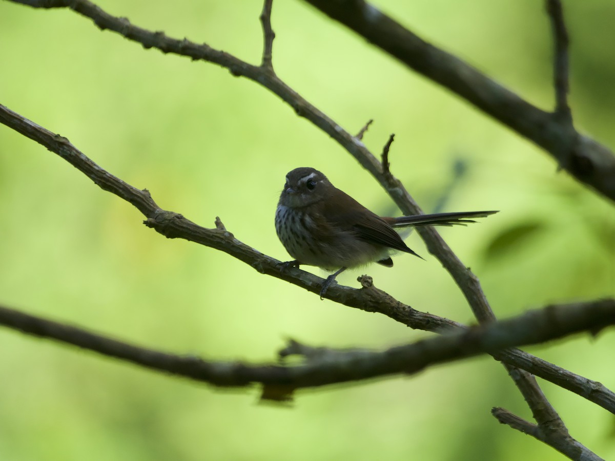 Fiji Streaked Fantail - ML627889583