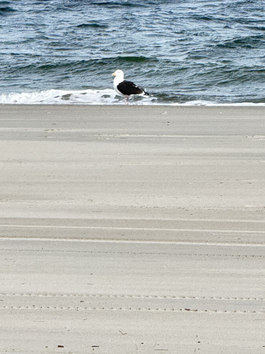 Great Black-backed Gull - ML627889626