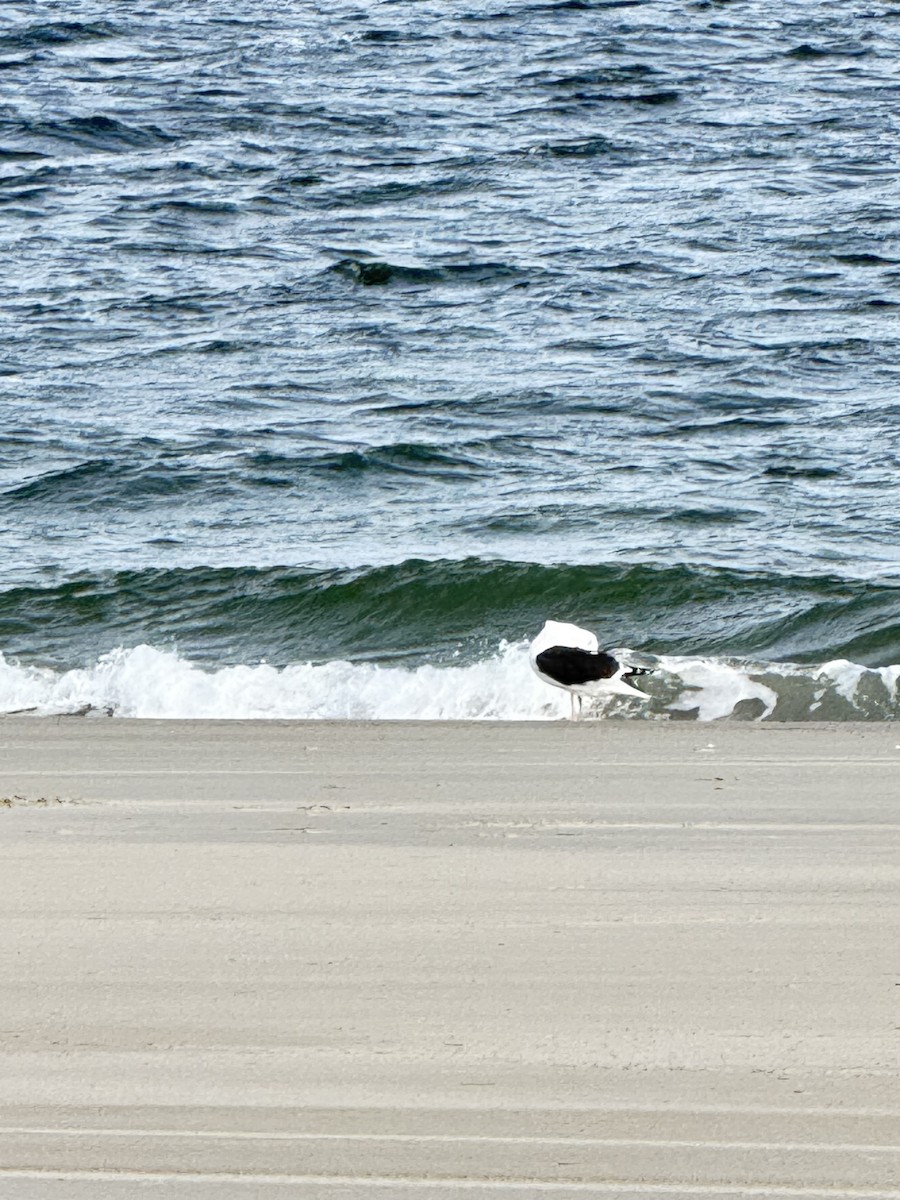 Great Black-backed Gull - ML627889627