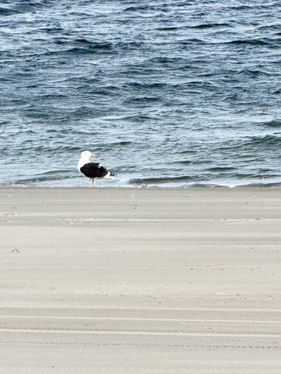 Great Black-backed Gull - ML627889628