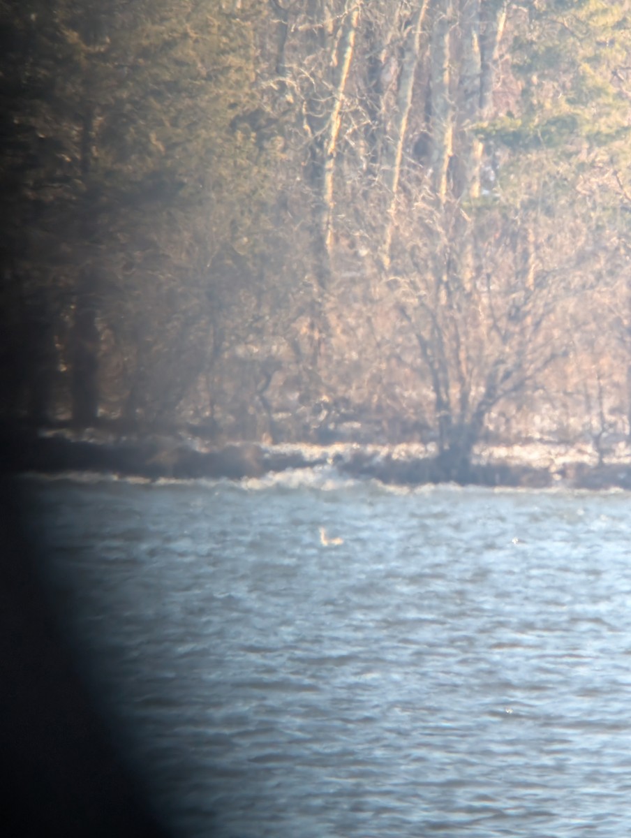 Red-throated Loon - ML627889759