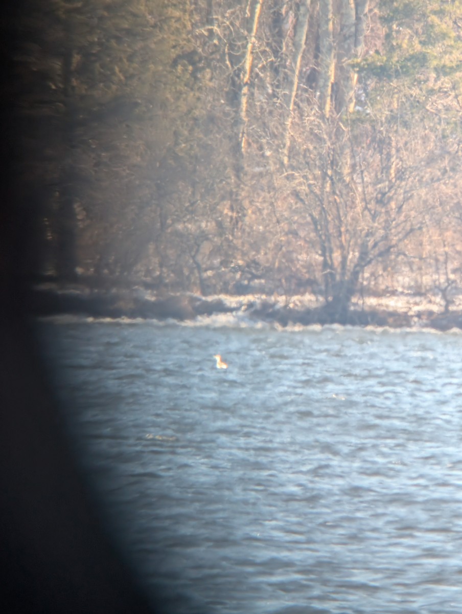 Red-throated Loon - ML627889773